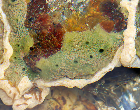 Breadcrumb Sponge - Halichondria panicea It should be called the Moldy Breadcrumb Sponge given the color. It is a very hard sponge and if you try to pick it up, it crumbles to pieces -- which is why it is called 'breadcrumb' sponge.

Habitat: Found growing on rocks in tidal pools during low tide

*The photobomber beneath the rock is a rockpool shrimp (Palaemon elegans). The white-ish crusty stuff on the rock is sea vomit (Didemnum vexillum). I don't know what the red/orange stuff is. Geotagged,Halichondria,Halichondria panicea,Summer,United States,demospongiae,encrusting sponge,sponge