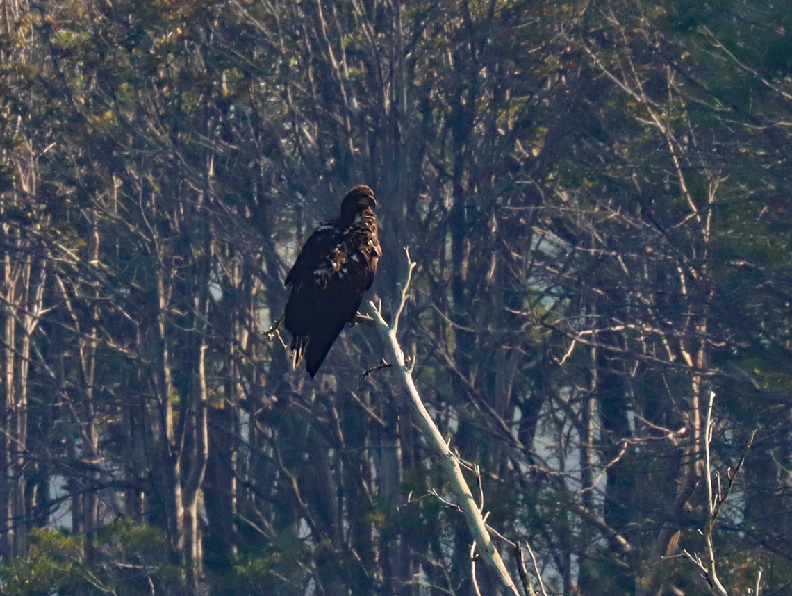 Bald Eagle (Juvenile) - Haliaeetus leucocephalus I&#039;m not sure of the exact location, but it was either Wells or somewhere in that area.<br />
<br />
Habitat: Resting on dead wood in a coastal area Bald Eagle,Geotagged,Haliaeetus,Haliaeetus leucocephalus,Summer,United States,eagle,juvenile eagle