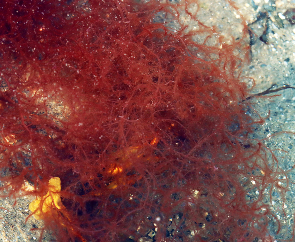 Chenille Weed - Dasya baillouviana It felt like fuzzy spaghetti cooked al dente.<br />
<br />
Habitat: Tide pool during low tide.  Chenille Weed,Dasya,Dasya baillouviana,Geotagged,Summer,United States,algae,red algae,rhodophyta,seaweed