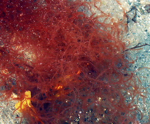 Chenille Weed - Dasya baillouviana It felt like fuzzy spaghetti cooked al dente.

Habitat: Tide pool during low tide.  Chenille Weed,Dasya,Dasya baillouviana,Geotagged,Summer,United States,algae,red algae,rhodophyta,seaweed