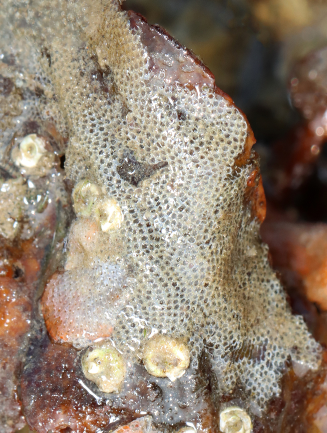 Electra pilosa Habitat: Growing on rocks in the intertidal zone during low tide Cheilostomatida,Electra pilosa,Geotagged,Summer,United States,bryozoan