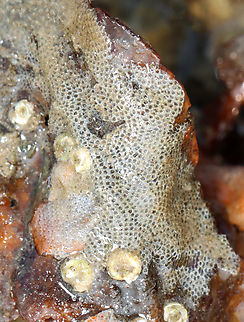 Electra pilosa Habitat: Growing on rocks in the intertidal zone during low tide Cheilostomatida,Electra pilosa,Geotagged,Summer,United States,bryozoan