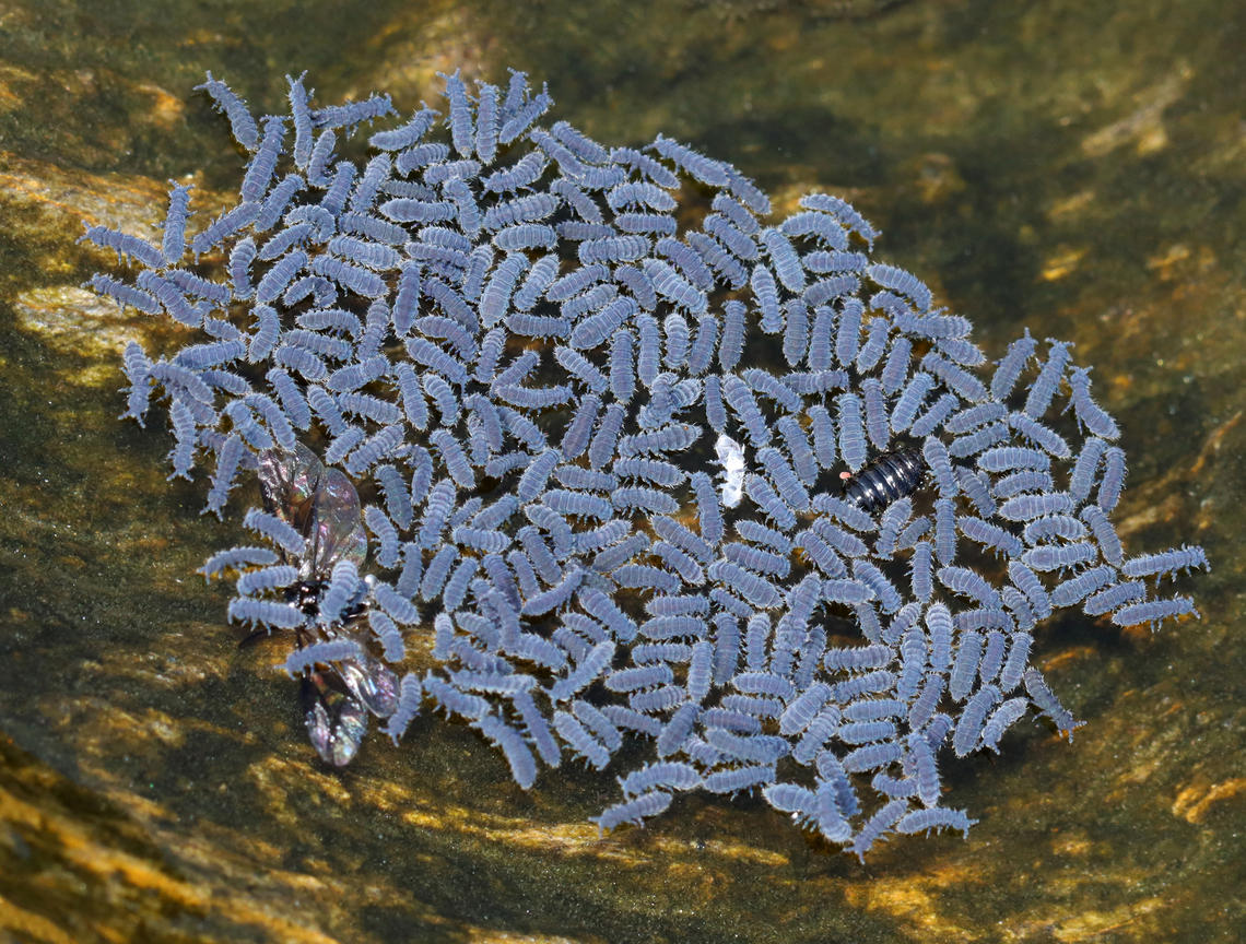 Seashore Springtails - Anurida maritima These springtails are scavengers and will eat dead animals that they find in tide pools. Here they seemed to be feeding on a couple insects that found their way into the water.<br />
<br />
Habitat: Found in a small pool in the intertidal zone during low tide Anurida,Anurida maritima,Geotagged,Seashore Springtail,Summer,United States,springtail