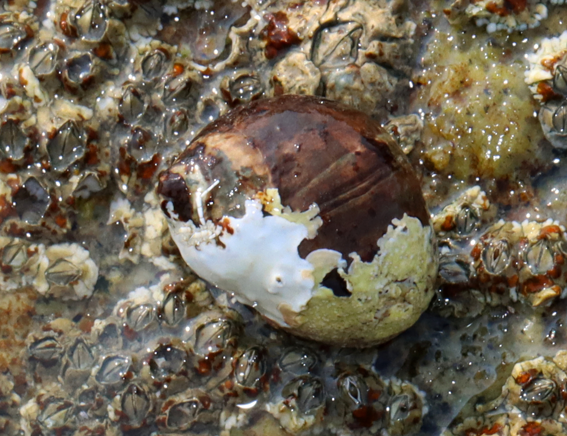 Encrusting Algae? White substance growing on snail shell.<br />
<br />
Habitat: Exposed area in intertidal during low tide Geotagged,Summer,United States,algae