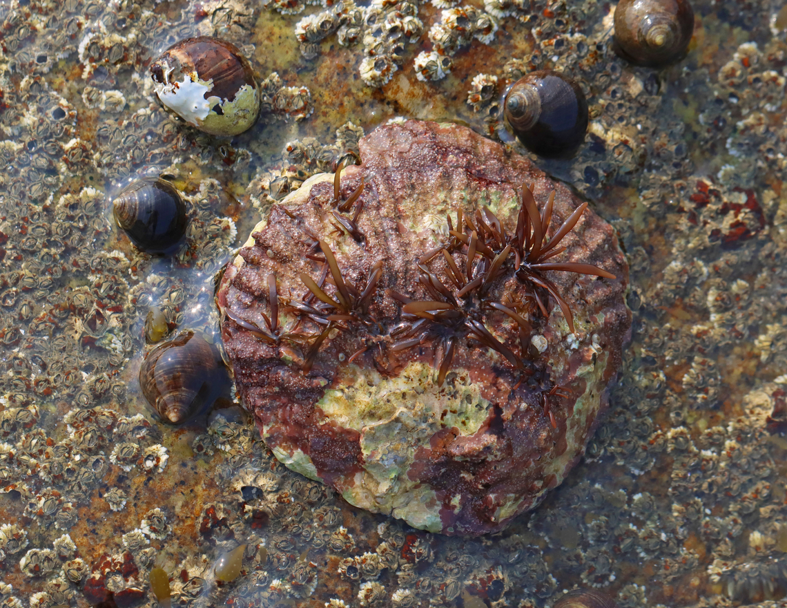 European flat oyster - Ostrea edulis With algae growing on it...<br />
<br />
Habitat: Adhered to a rock that was exposed during low tide. European flat oyster,Geotagged,Ostrea edulis,Summer,United States,ostrea,oyster