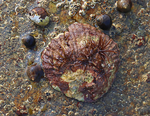 European flat oyster - Ostrea edulis With algae growing on it...
Habitat: Adhered to a rock that was exposed during low tide. European flat oyster,Geotagged,Ostrea edulis,Summer,United States,ostrea,oyster