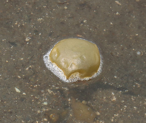 Oyster Thief - Colpomenia peregrina I found a lot of these in and around the tide pools during low tide. They felt like big, rotten grapes.

Habitat: Tide pools during low tide
https://www.jungledragon.com/image/153751/oyster_thief_-_colpomenia_peregrina.html
https://www.jungledragon.com/image/153753/oyster_thief_-_colpomenia_peregrina.html
https://www.jungledragon.com/image/153752/oyster_thief_-_colpomenia_peregrina.html Colpomenia peregrina,Geotagged,Oyster Thief,Summer,United States