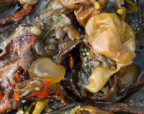 Oyster Thief - Colpomenia peregrina I found a lot of these in and around the tide pools during low tide. They felt like big, rotten grapes.

Habitat: Tide pools during low tide
https://www.jungledragon.com/image/153751/oyster_thief_-_colpomenia_peregrina.html
https://www.jungledragon.com/image/153753/oyster_thief_-_colpomenia_peregrina.html
https://www.jungledragon.com/image/153752/oyster_thief_-_colpomenia_peregrina.html

 Colpomenia,Colpomenia peregrina,Geotagged,Oyster Thief,Summer,United States,bladder weed,brown seaweed