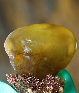 Oyster Thief - Colpomenia peregrina *I'm wearing gloves because I promised my husband that I would try to stop touching everything -- specifically things that I don't know are safe to touch. ;P

I found a lot of these in and around the tide pools during low tide. They felt like big, rotten grapes.

Habitat: Tide pools during low tide
https://www.jungledragon.com/image/153751/oyster_thief_-_colpomenia_peregrina.html
https://www.jungledragon.com/image/153753/oyster_thief_-_colpomenia_peregrina.html
https://www.jungledragon.com/image/153752/oyster_thief_-_colpomenia_peregrina.html Colpomenia peregrina,Geotagged,Oyster Thief,Summer,United States