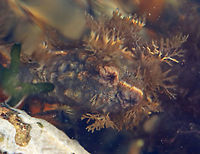 Rough Sea Squirt - Styela clava Not a good photo, but I wanted to share it because I thought it was interesting for the following reason...<br />
Before I touched it, it looked like this:<br />
https://www.jungledragon.com/image/153636/rough_sea_squirt_-_styela_clava.html<br />
<br />
Note that the valves are open in that photo. After I poked it, the valves closed tight. Geotagged,Rough Sea Squirt,Styela clava,Summer,United States,sea squirt,styela