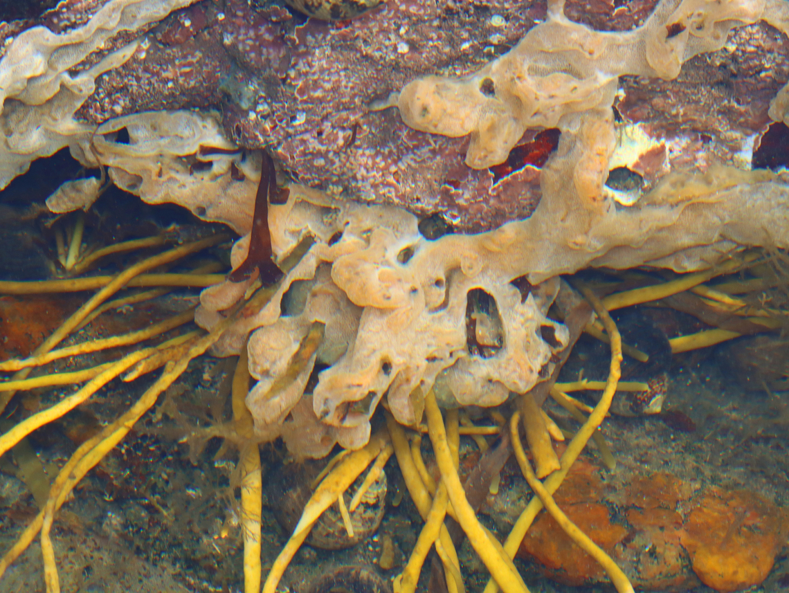 Sea Vomit - Didemnum vexillum Found extensively in tide pools during low tide. Didemnum,Didemnum vexillum,Geotagged,Sea Vomit,Summer,United States,tunicate