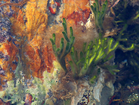 Green Fleece - Codium fragile Habitat: Tide pool during low tide Codium fragile,Geotagged,Green sea fingers,Summer,United States,algae,codium,felty fingers,green fleece,seaweed