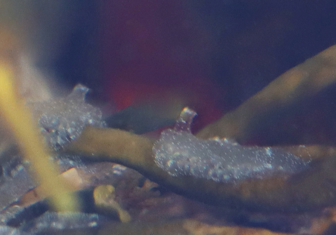Tunicate - Diplosoma listerianum Terrible photo, so I&#039;m calling it a species register. <br />
<br />
*Tentative ID<br />
<br />
Habitat: Tide pool during low tide Diplosoma,Diplosoma listerianum,Geotagged,Summer,United States,ascidian,tunicate