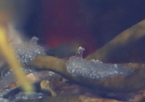 Tunicate - Diplosoma listerianum Terrible photo, so I'm calling it a species register. 

*Tentative ID

Habitat: Tide pool during low tide Diplosoma,Diplosoma listerianum,Geotagged,Summer,United States,ascidian,tunicate