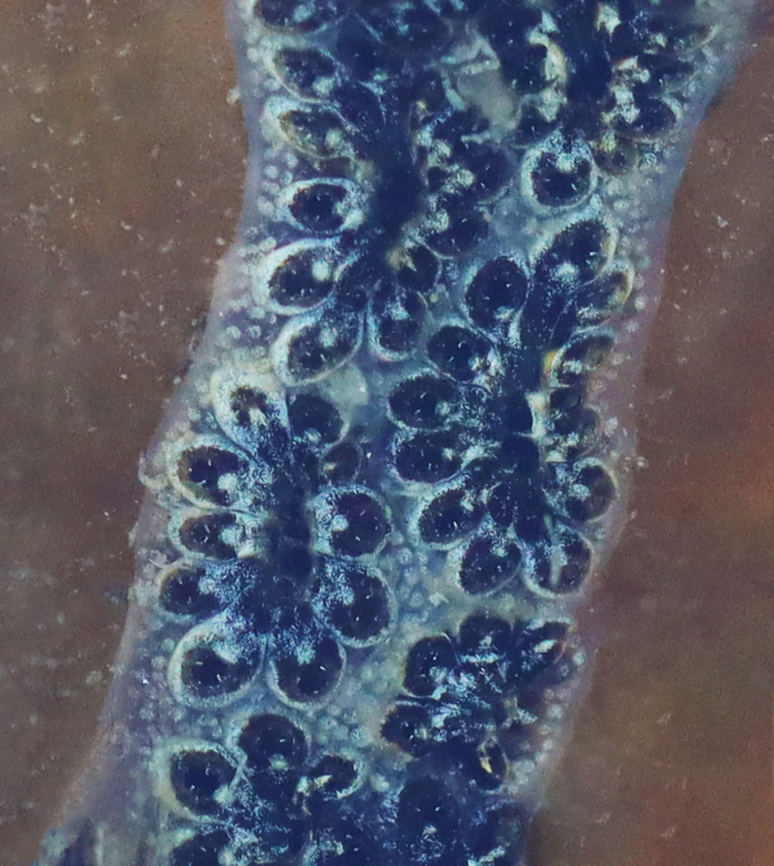 Golden Star Tunicate - Botryllus schlosseri They come in different colors and this was my first time seeing a blue one.<br />
<br />
Habitat: Tidal pools during low tide Botryllus,Botryllus schlosseri,Geotagged,Golden Star Tunicate,Summer,United States,tunicate