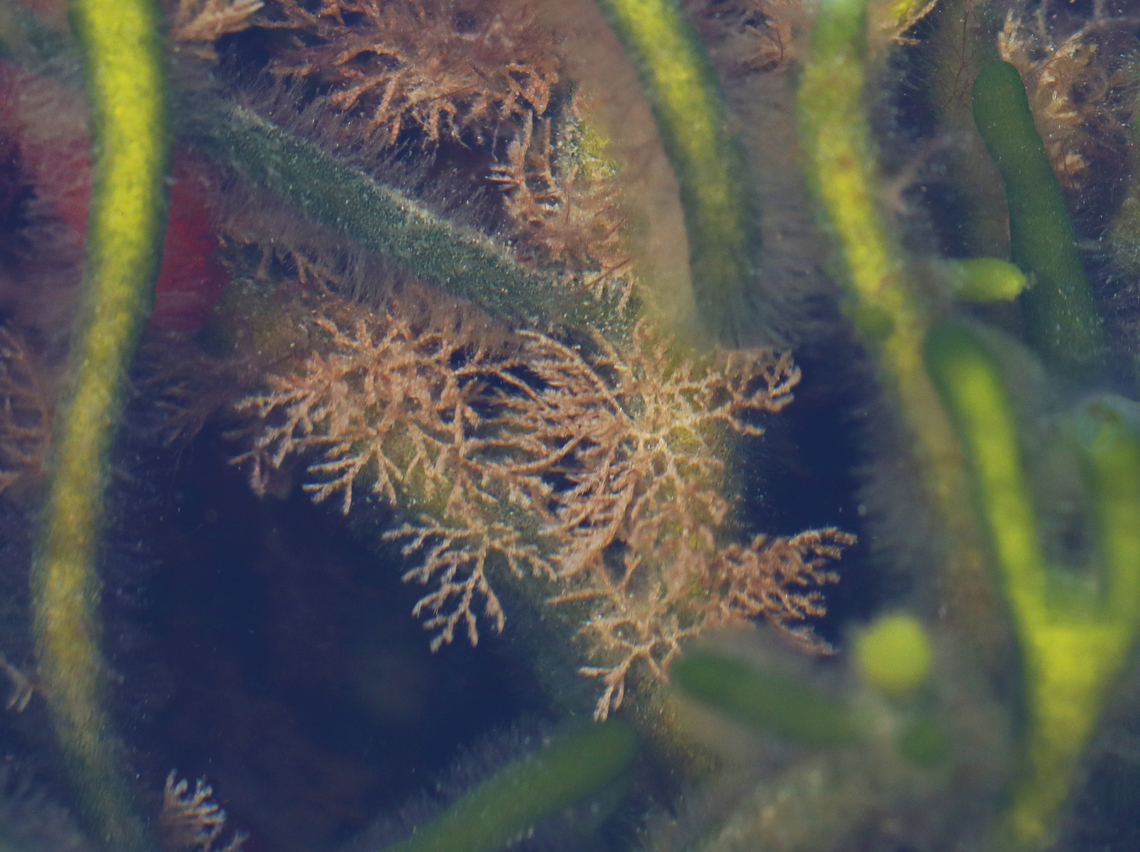 Tricellaria inopinata Habitat: Tide pool during low tide Geotagged,Summer,Tricellaria inopinata,United States,brown bryozoan,bryozoan