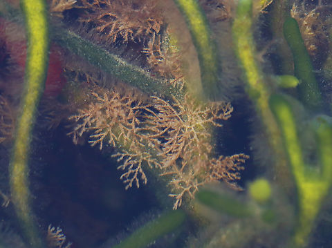 Tricellaria inopinata Habitat: Tide pool during low tide Geotagged,Summer,Tricellaria inopinata,United States,brown bryozoan,bryozoan
