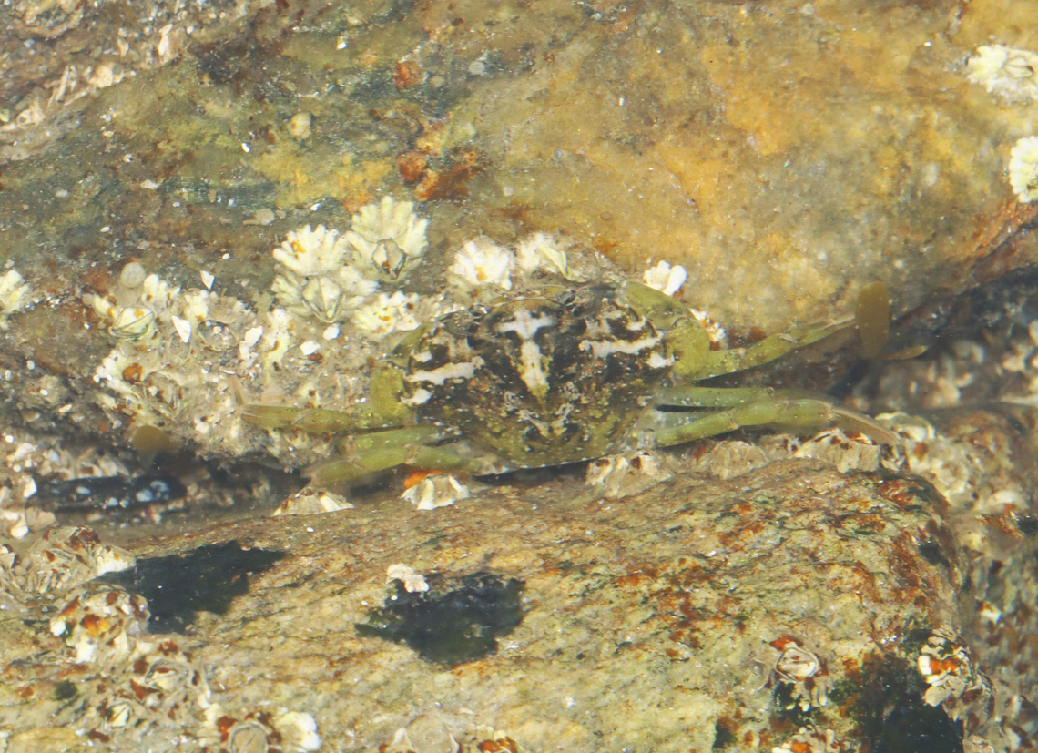 Crab - Carcinus maenas This tiny, well-camouflaged cutie was perusing the area. The black spots on the rock are Calothrix sp. that I am trying to ID.<br />
<br />
Habitat: Tide pool during low tide Carcinus maenas,Common littoral crab,Geotagged,Summer,United States,carcinus,crab