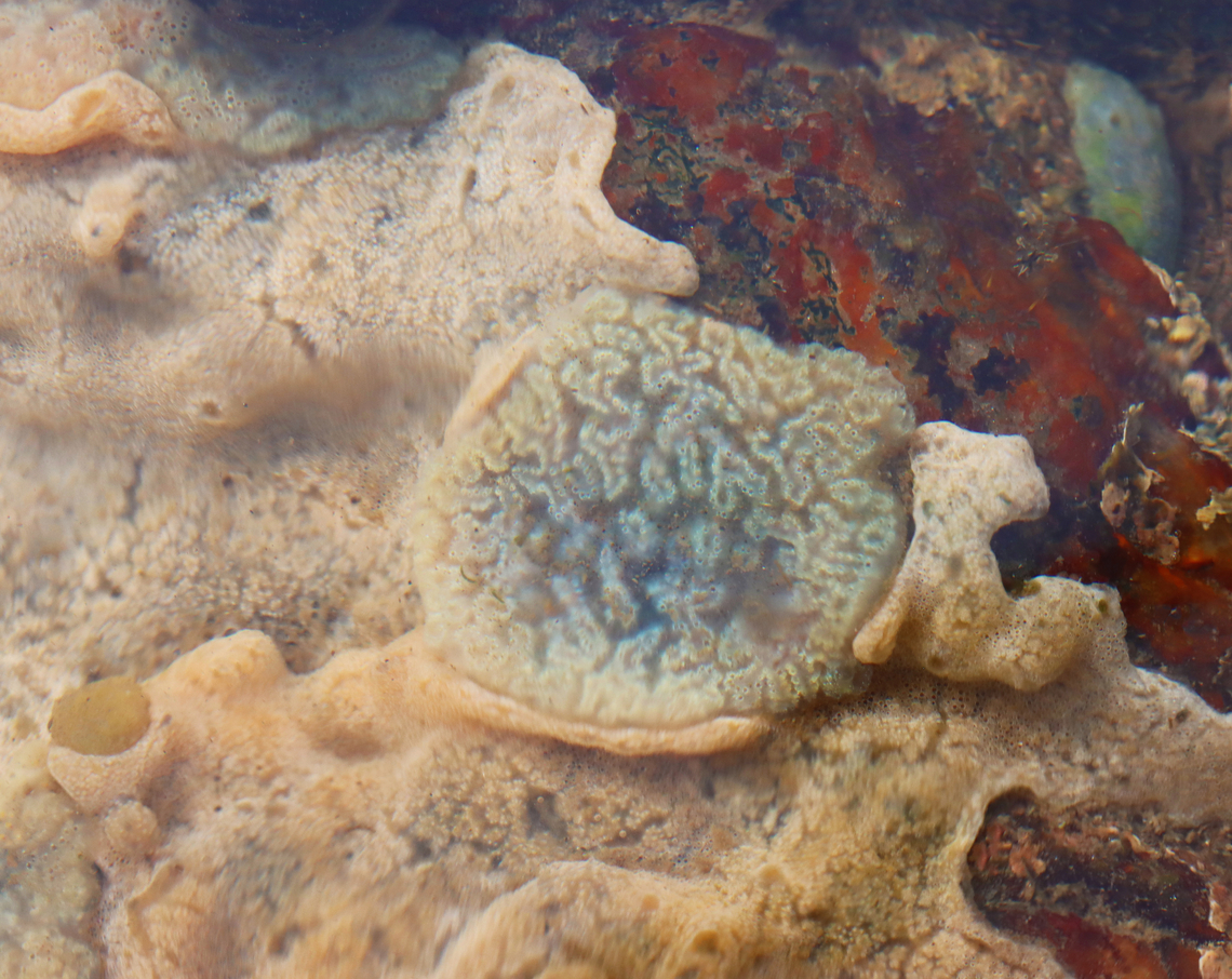 Sea Vomit - Didemnum vexillum I thought the round part might be something different, but it looks like it is just more sea vomit. Regardless, I like it.<br />
<br />
Habitat: Tide pool during low tide Didemnum,Didemnum vexillum,Geotagged,Sea Vomit,Summer,United States