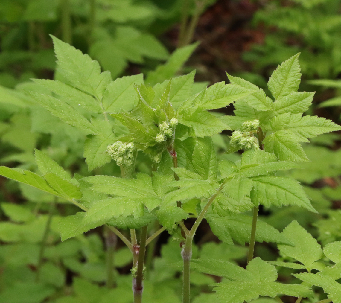 Aniseroot - Osmorhiza longistylis Habitat: Wet, deciduous forest Aniseroot,Geotagged,Osmorhiza,Osmorhiza longistylis,Spring,United States