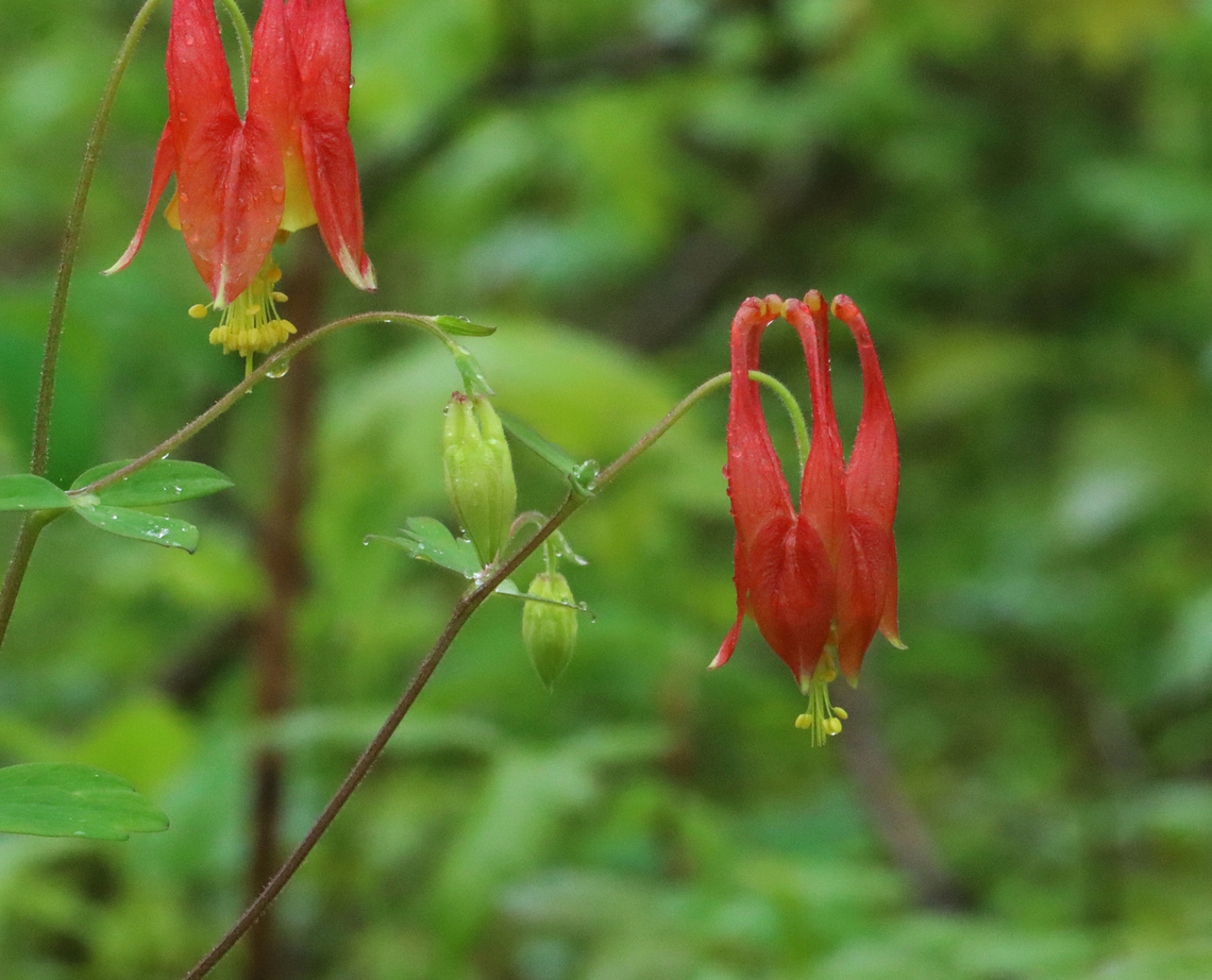 Columbine - Aquilegia canadensis Habitat: Deciduous forest Aquilegia,Aquilegia canadensis,Eastern Columbine,Geotagged,Spring,United States,columbine