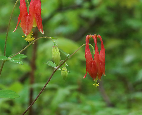 Columbine - Aquilegia canadensis Habitat: Deciduous forest Aquilegia,Aquilegia canadensis,Eastern Columbine,Geotagged,Spring,United States,columbine