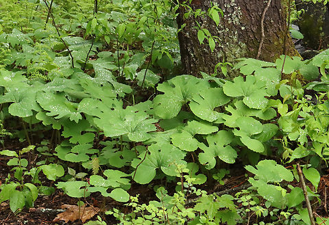 Bloodroot - Sanguinaria canadensis Habitat: Deciduous forest Bloodroot,Geotagged,Sanguinaria,Sanguinaria canadensis,Spring,United States