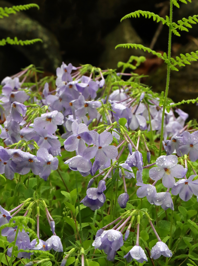 Phlox - Phlox divaricata Habitat: Growing among ferns next to a swamp Blue Phlox,Geotagged,Phlox,Phlox divaricata,Spring,United States