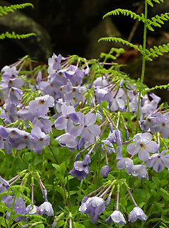 Phlox - Phlox divaricata Habitat: Growing among ferns next to a swamp Blue Phlox,Geotagged,Phlox,Phlox divaricata,Spring,United States