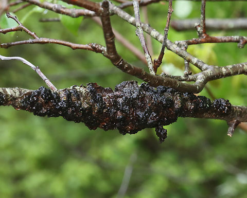 Black Knot - Apiosporina morbosa Habitat: Deciduous forest Apiosporina,Apiosporina morbosa,Black Knot,Dibotryon morbosum,Geotagged,Spring,United States