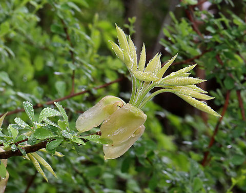 Shagbark Hickory - Carya ovata Habitat: Deciduous forest Carya ovata,Geotagged,Shagbark hickory,Spring,United States,carya,hickory