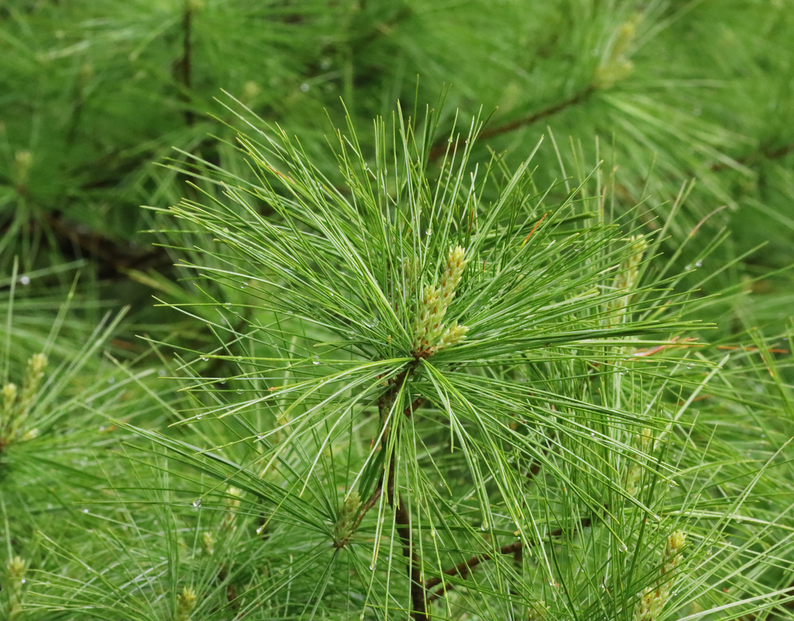 Eastern White Pine - Pinus strobus Habitat: Mixed forest Eastern White Pine,Geotagged,Pinus strobus,Spring,United States,pine,pinus,white pine