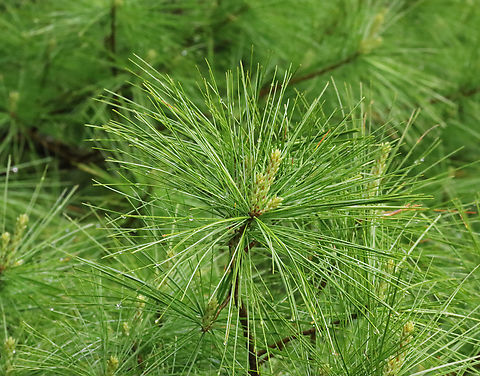 Eastern White Pine - Pinus strobus Habitat: Mixed forest Eastern White Pine,Geotagged,Pinus strobus,Spring,United States,pine,pinus,white pine