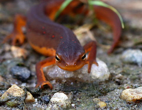 Eastern Newt - Notophthalmus viridescens I think this was a juvenile in the process of becoming an adult. Usually, juveniles are completely orange and adults are olive dorsally and yellow ventrally. This individual was a combination.

It was super curious and seemed content to chill out on my hand for awhile...probably happy to get some of my warmth on this chilly day.

Habitat: Pondside; deciduous forest
https://www.jungledragon.com/image/153805/eastern_newt_-_notophthalmus_viridescens.html Eastern newt,Geotagged,Notophthalmus viridescens,Summer,United States
