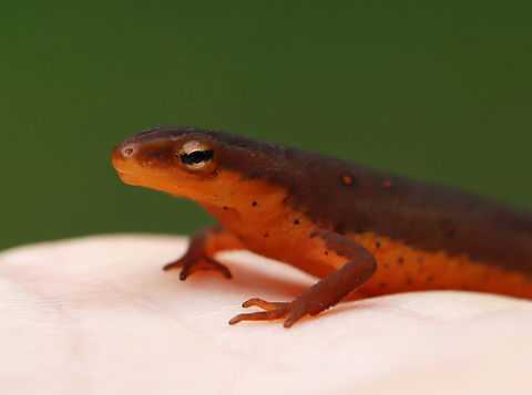 Eastern Newt - Notophthalmus viridescens I think this was a juvenile in the process of becoming an adult. Usually, juveniles are completely orange and adults are olive dorsally and yellow ventrally. This individual was a combination. 

It was super curious and seemed content to chill out on my hand for awhile...probably happy to get some of my warmth on this chilly day.

Habitat: Pondside; deciduous forest
https://www.jungledragon.com/image/153804/eastern_newt_-_notophthalmus_viridescens.html Eastern newt,Geotagged,Notophthalmus,Notophthalmus viridescens,Summer,United States,newt,red eft,salamander