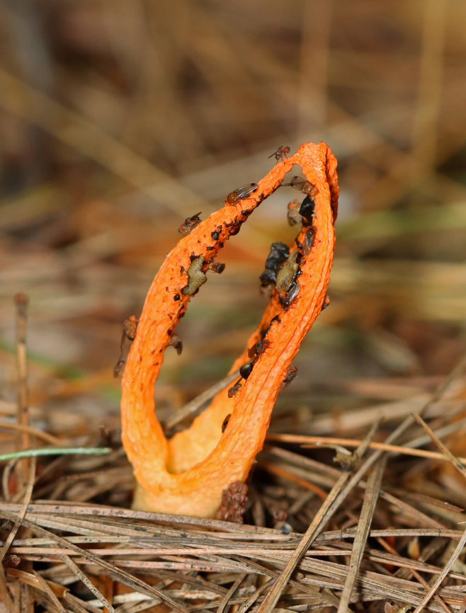 Stinky Squid - Pseudocolus fusiformis Fruiting body with 3 tapering arms that were fused at the tips. The gleba had mostly eaten up by the flies, but the remaining bits were greenish-black. The potent odor of the gleba attracts insects, which help to disperse the spores. But, this stinkhorn didn&#039;t stink since there was little gleba left. I predict a lot of flies are going to have diarrhea tonight.<br />
<br />
Habitat: Mixed forest Geotagged,Pseudocolus,Pseudocolus fusiformis,Stinky squid,Summer,United States,stinkhorn