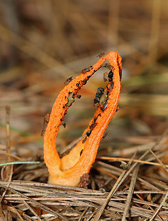 Stinky Squid - Pseudocolus fusiformis Fruiting body with 3 tapering arms that were fused at the tips. The gleba had mostly eaten up by the flies, but the remaining bits were greenish-black. The potent odor of the gleba attracts insects, which help to disperse the spores. But, this stinkhorn didn't stink since there was little gleba left. I predict a lot of flies are going to have diarrhea tonight.

Habitat: Mixed forest Geotagged,Pseudocolus,Pseudocolus fusiformis,Stinky squid,Summer,United States,stinkhorn