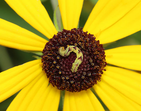 Common Eupithecia Caterpillar - Eupithecia miserulata Habitat: Garden Common Eupithecia,Eupithecia,Eupithecia miserulata,Geometridae,Geotagged,Summer,United States,caterpillar,larva