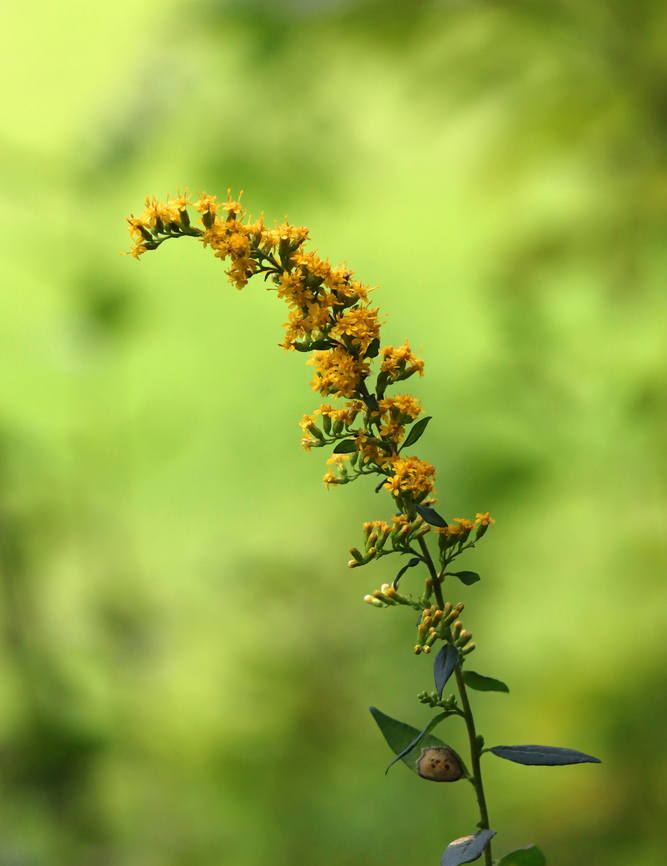 Goldenrod - Solidago sp. I thought it was Solidago rugosa, but now am unsure. I should have gotten better shots of the leaves and the plant.<br />
<br />
Habitat: Meadow/forest edge Geotagged,Solidago,Solidago rugosa,Summer,United States,Wrinkleleaf goldenrod,goldenrod