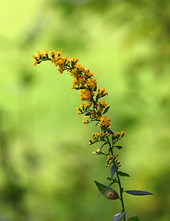 Goldenrod - Solidago sp. I thought it was Solidago rugosa, but now am unsure. I should have gotten better shots of the leaves and the plant.

Habitat: Meadow/forest edge Geotagged,Solidago,Solidago rugosa,Summer,United States,Wrinkleleaf goldenrod,goldenrod