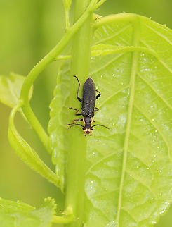 Wrinkled Soldier Beetle - Podabrus rugosulus Habitat: Garden Geotagged,Podabrus,Podabrus rugosulus,Soldier Beetle,Summer,United States,Wrinkled Soldier Beetle,beetle