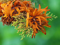 Cedar-apple Rust - Gymnosporangium juniperi-virginianae Habitat: Growing on cedar; meadow<br />
https://www.jungledragon.com/image/153924/cedar-apple_rust_-_gymnosporangium_juniperi-virginianae.html<br />
https://www.jungledragon.com/image/153927/cedar-apple_rust_-_gymnosporangium_juniperi-virginianae.html<br />
https://www.jungledragon.com/image/153925/cedar-apple_rust_-_gymnosporangium_juniperi-virginianae.html Cedar-apple Rust,Geotagged,Gymnosporangium juniperi-virginianae,Spring,United States