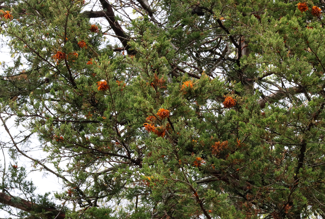 Cedar-apple Rust - Gymnosporangium juniperi-virginianae Habitat: Growing on cedar; meadow<br />
<figure class="photo"><a href="https://www.jungledragon.com/image/153924/cedar-apple_rust_-_gymnosporangium_juniperi-virginianae.html" title="Cedar-apple Rust - Gymnosporangium juniperi-virginianae"><img src="https://s3.amazonaws.com/media.jungledragon.com/images/3232/153924_thumb.jpg?AWSAccessKeyId=05GMT0V3GWVNE7GGM1R2&Expires=1759968010&Signature=Ex%2Fue5fpaCw83L%2FBL59HbtEcG8s%3D" width="200" height="150" alt="Cedar-apple Rust - Gymnosporangium juniperi-virginianae Habitat: Growing on cedar; meadow<br />
https://www.jungledragon.com/image/153924/cedar-apple_rust_-_gymnosporangium_juniperi-virginianae.html<br />
https://www.jungledragon.com/image/153927/cedar-apple_rust_-_gymnosporangium_juniperi-virginianae.html<br />
https://www.jungledragon.com/image/153925/cedar-apple_rust_-_gymnosporangium_juniperi-virginianae.html Cedar-apple Rust,Geotagged,Gymnosporangium juniperi-virginianae,Spring,United States" /></a></figure><br />
<figure class="photo"><a href="https://www.jungledragon.com/image/153927/cedar-apple_rust_-_gymnosporangium_juniperi-virginianae.html" title="Cedar-apple Rust - Gymnosporangium juniperi-virginianae"><img src="https://s3.amazonaws.com/media.jungledragon.com/images/3232/153927_thumb.jpg?AWSAccessKeyId=05GMT0V3GWVNE7GGM1R2&Expires=1759968010&Signature=jQJlRxavRfMHNln1uqbzX6MOGcU%3D" width="200" height="156" alt="Cedar-apple Rust - Gymnosporangium juniperi-virginianae Habitat: Growing on cedar; meadow<br />
https://www.jungledragon.com/image/153924/cedar-apple_rust_-_gymnosporangium_juniperi-virginianae.html<br />
https://www.jungledragon.com/image/153927/cedar-apple_rust_-_gymnosporangium_juniperi-virginianae.html<br />
https://www.jungledragon.com/image/153925/cedar-apple_rust_-_gymnosporangium_juniperi-virginianae.html Cedar-apple Rust,Geotagged,Gymnosporangium,Gymnosporangium juniperi-virginianae,Spring,United States,rust" /></a></figure><br />
<figure class="photo"><a href="https://www.jungledragon.com/image/153925/cedar-apple_rust_-_gymnosporangium_juniperi-virginianae.html" title="Cedar-apple Rust - Gymnosporangium juniperi-virginianae"><img src="https://s3.amazonaws.com/media.jungledragon.com/images/3232/153925_thumb.jpg?AWSAccessKeyId=05GMT0V3GWVNE7GGM1R2&Expires=1759968010&Signature=ScDUNQ1Rr1hq5VsfkYY87aelmkU%3D" width="200" height="136" alt="Cedar-apple Rust - Gymnosporangium juniperi-virginianae Habitat: Growing on cedar; meadow<br />
https://www.jungledragon.com/image/153924/cedar-apple_rust_-_gymnosporangium_juniperi-virginianae.html<br />
https://www.jungledragon.com/image/153927/cedar-apple_rust_-_gymnosporangium_juniperi-virginianae.html<br />
https://www.jungledragon.com/image/153925/cedar-apple_rust_-_gymnosporangium_juniperi-virginianae.html Cedar-apple Rust,Geotagged,Gymnosporangium juniperi-virginianae,Spring,United States" /></a></figure> Cedar-apple Rust,Geotagged,Gymnosporangium juniperi-virginianae,Spring,United States