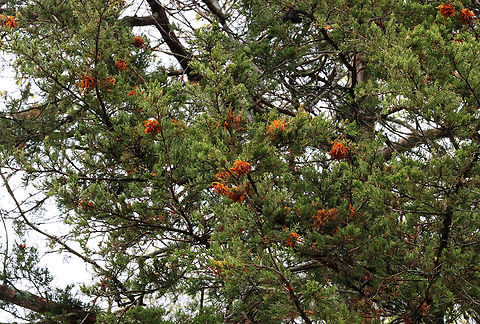 Cedar-apple Rust - Gymnosporangium juniperi-virginianae Habitat: Growing on cedar; meadow
https://www.jungledragon.com/image/153924/cedar-apple_rust_-_gymnosporangium_juniperi-virginianae.html
https://www.jungledragon.com/image/153927/cedar-apple_rust_-_gymnosporangium_juniperi-virginianae.html
https://www.jungledragon.com/image/153925/cedar-apple_rust_-_gymnosporangium_juniperi-virginianae.html Cedar-apple Rust,Geotagged,Gymnosporangium juniperi-virginianae,Spring,United States