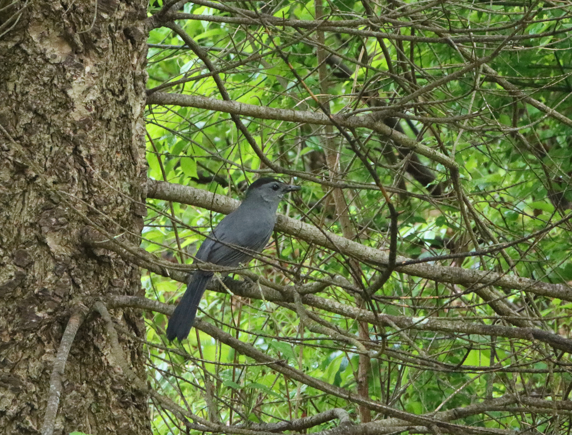 Catbird - Dumetella carolinensis Habitat: Snag; mixed forest Dumetella,Dumetella carolinensis,Geotagged,Gray catbird,Spring,United States,catbird