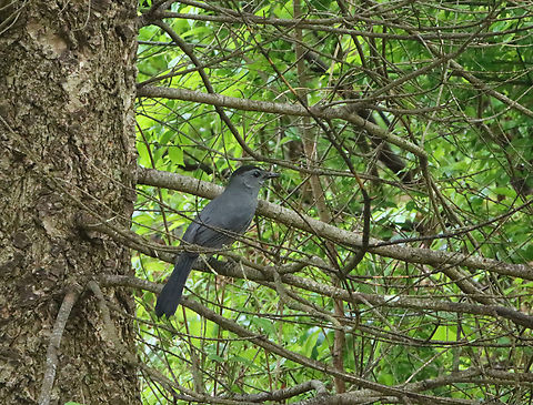 Catbird - Dumetella carolinensis Habitat: Snag; mixed forest Dumetella,Dumetella carolinensis,Geotagged,Gray catbird,Spring,United States,catbird