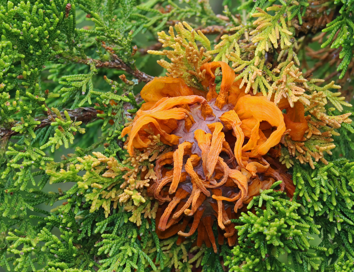 Cedar-apple Rust - Gymnosporangium juniperi-virginianae Habitat: Growing on cedar; meadow<br />
<figure class="photo"><a href="https://www.jungledragon.com/image/153924/cedar-apple_rust_-_gymnosporangium_juniperi-virginianae.html" title="Cedar-apple Rust - Gymnosporangium juniperi-virginianae"><img src="https://s3.amazonaws.com/media.jungledragon.com/images/3232/153924_thumb.jpg?AWSAccessKeyId=05GMT0V3GWVNE7GGM1R2&Expires=1759968010&Signature=Ex%2Fue5fpaCw83L%2FBL59HbtEcG8s%3D" width="200" height="150" alt="Cedar-apple Rust - Gymnosporangium juniperi-virginianae Habitat: Growing on cedar; meadow<br />
https://www.jungledragon.com/image/153924/cedar-apple_rust_-_gymnosporangium_juniperi-virginianae.html<br />
https://www.jungledragon.com/image/153927/cedar-apple_rust_-_gymnosporangium_juniperi-virginianae.html<br />
https://www.jungledragon.com/image/153925/cedar-apple_rust_-_gymnosporangium_juniperi-virginianae.html Cedar-apple Rust,Geotagged,Gymnosporangium juniperi-virginianae,Spring,United States" /></a></figure><br />
<figure class="photo"><a href="https://www.jungledragon.com/image/153927/cedar-apple_rust_-_gymnosporangium_juniperi-virginianae.html" title="Cedar-apple Rust - Gymnosporangium juniperi-virginianae"><img src="https://s3.amazonaws.com/media.jungledragon.com/images/3232/153927_thumb.jpg?AWSAccessKeyId=05GMT0V3GWVNE7GGM1R2&Expires=1759968010&Signature=jQJlRxavRfMHNln1uqbzX6MOGcU%3D" width="200" height="156" alt="Cedar-apple Rust - Gymnosporangium juniperi-virginianae Habitat: Growing on cedar; meadow<br />
https://www.jungledragon.com/image/153924/cedar-apple_rust_-_gymnosporangium_juniperi-virginianae.html<br />
https://www.jungledragon.com/image/153927/cedar-apple_rust_-_gymnosporangium_juniperi-virginianae.html<br />
https://www.jungledragon.com/image/153925/cedar-apple_rust_-_gymnosporangium_juniperi-virginianae.html Cedar-apple Rust,Geotagged,Gymnosporangium,Gymnosporangium juniperi-virginianae,Spring,United States,rust" /></a></figure><br />
<figure class="photo"><a href="https://www.jungledragon.com/image/153925/cedar-apple_rust_-_gymnosporangium_juniperi-virginianae.html" title="Cedar-apple Rust - Gymnosporangium juniperi-virginianae"><img src="https://s3.amazonaws.com/media.jungledragon.com/images/3232/153925_thumb.jpg?AWSAccessKeyId=05GMT0V3GWVNE7GGM1R2&Expires=1759968010&Signature=ScDUNQ1Rr1hq5VsfkYY87aelmkU%3D" width="200" height="136" alt="Cedar-apple Rust - Gymnosporangium juniperi-virginianae Habitat: Growing on cedar; meadow<br />
https://www.jungledragon.com/image/153924/cedar-apple_rust_-_gymnosporangium_juniperi-virginianae.html<br />
https://www.jungledragon.com/image/153927/cedar-apple_rust_-_gymnosporangium_juniperi-virginianae.html<br />
https://www.jungledragon.com/image/153925/cedar-apple_rust_-_gymnosporangium_juniperi-virginianae.html Cedar-apple Rust,Geotagged,Gymnosporangium juniperi-virginianae,Spring,United States" /></a></figure> Cedar-apple Rust,Geotagged,Gymnosporangium,Gymnosporangium juniperi-virginianae,Spring,United States,rust