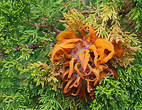 Cedar-apple Rust - Gymnosporangium juniperi-virginianae Habitat: Growing on cedar; meadow<br />
https://www.jungledragon.com/image/153924/cedar-apple_rust_-_gymnosporangium_juniperi-virginianae.html<br />
https://www.jungledragon.com/image/153927/cedar-apple_rust_-_gymnosporangium_juniperi-virginianae.html<br />
https://www.jungledragon.com/image/153925/cedar-apple_rust_-_gymnosporangium_juniperi-virginianae.html Cedar-apple Rust,Geotagged,Gymnosporangium,Gymnosporangium juniperi-virginianae,Spring,United States,rust