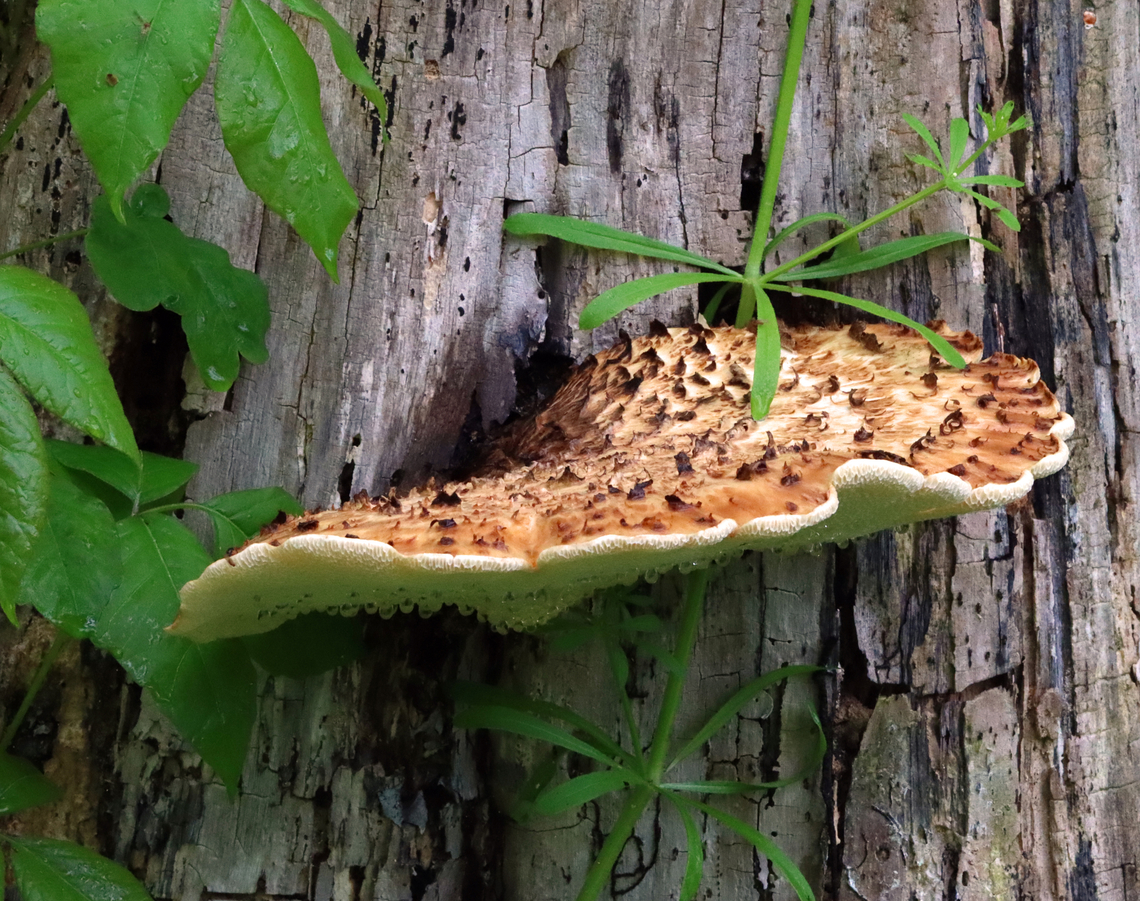 Dryad's Saddle - Cerioporus squamosus This fungus is a popular edible. It grows in this same spot every year, but is never foraged because the stump is covered in poison ivy.<br />
<br />
Habitat: Meadow edge Cerioporus,Cerioporus squamosus,Dryad's Saddle,Geotagged,Polyporus squamosus,Spring,United States,polypore,polyporus