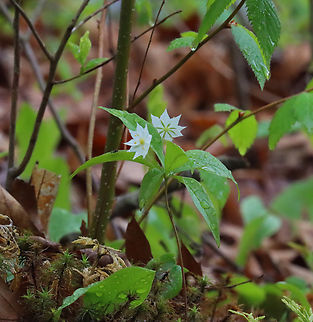 Starflower - Lysimachia borealis Habitat: Mixed forest Geotagged,Lysimachia,Lysimachia borealis,Spring,Starflower,United States